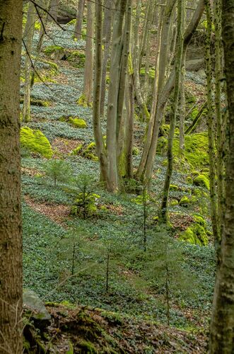 Van Gogh Kreativwettbewerb - Alois aus Urfahr-Umgebung