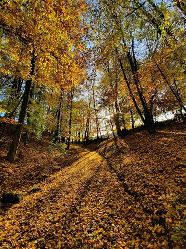 Van Gogh Kreativwettbewerb - Klara aus Vöcklabruck