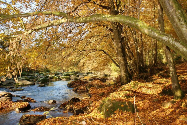 Van Gogh Kreativwettbewerb - Michael aus Schärding