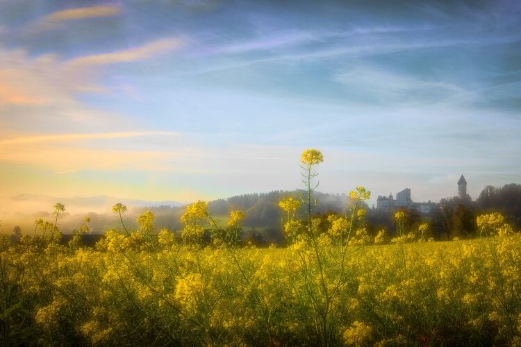 Van Gogh Kreativwettbewerb - Wolfgang aus Perg