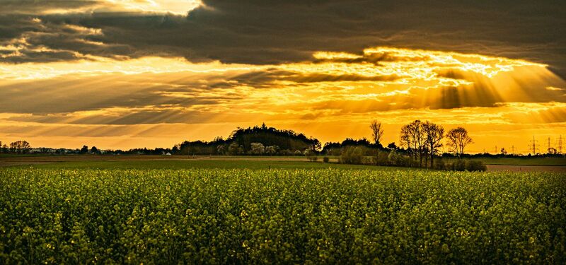 Van Gogh Kreativwettbewerb - Erwin aus Steyr