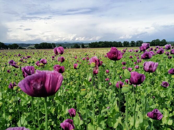 Van Gogh Kreativwettbewerb - Veronika aus Perg