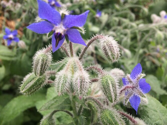 Van Gogh Kreativwettbewerb - Hannes aus Perg