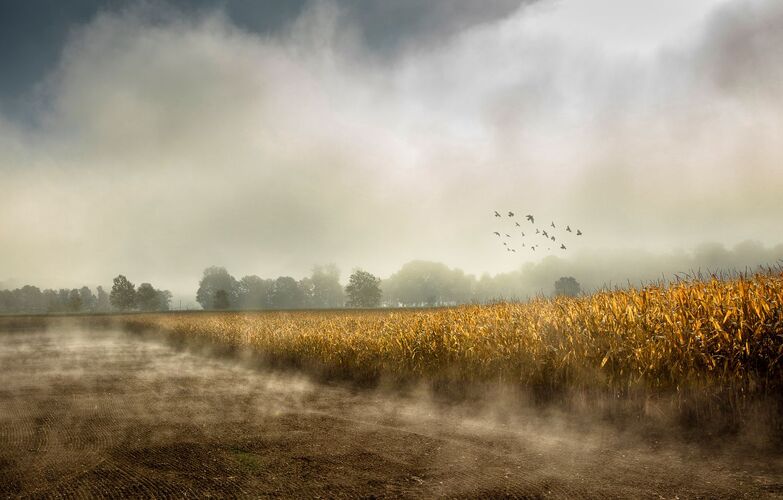 Van Gogh Kreativwettbewerb - Elisabeth aus Perg