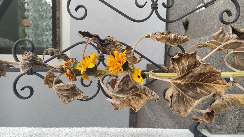 Van Gogh Kreativwettbewerb - Helga aus Linz-Land