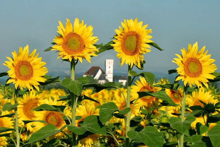 Van Gogh Kreativwettbewerb - Wolfgang aus Perg