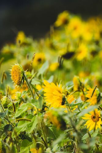 Van Gogh Kreativwettbewerb - Robert aus Linz