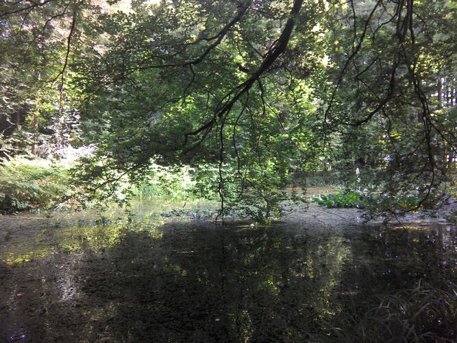 Van Gogh Kreativwettbewerb - Tanja aus Steyr