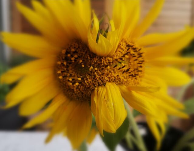 Van Gogh Kreativwettbewerb - Manuela aus Linz