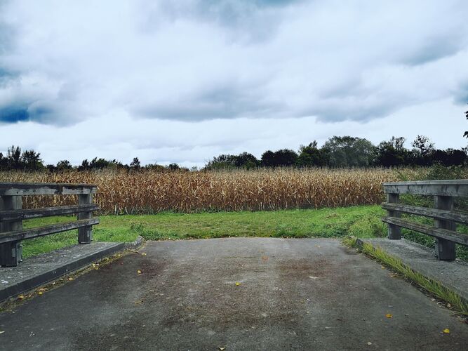 Van Gogh Kreativwettbewerb - Manuela aus Linz