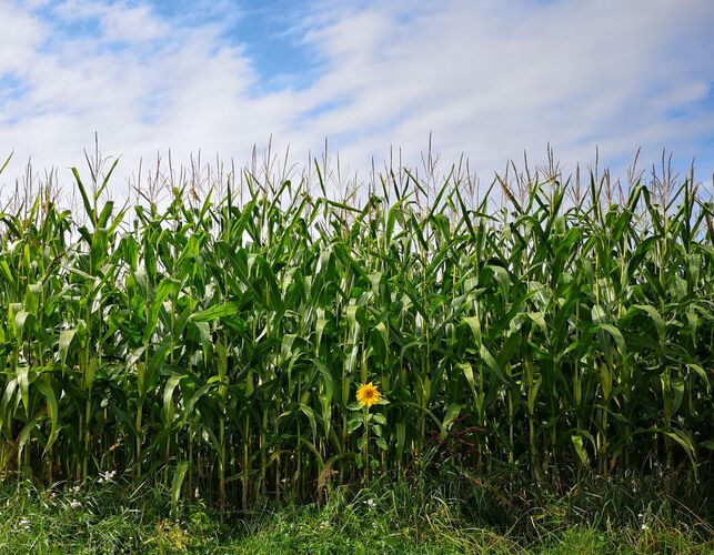 Van Gogh Kreativwettbewerb - Manuela aus Linz