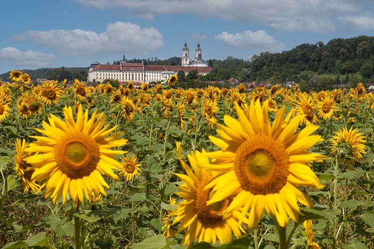 Van Gogh Kreativwettbewerb - Karl aus Linz-Land