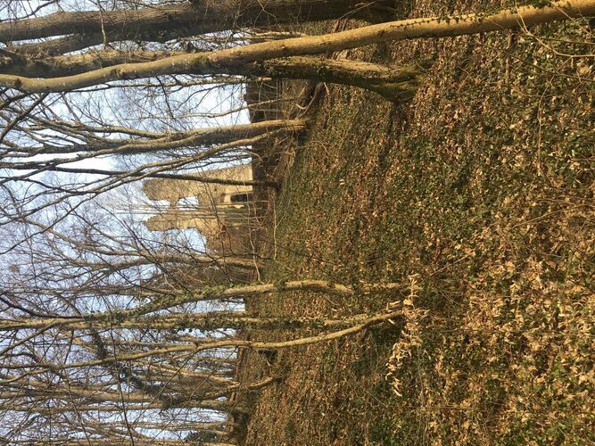 Van Gogh Kreativwettbewerb - Roland aus Urfahr-Umgebung