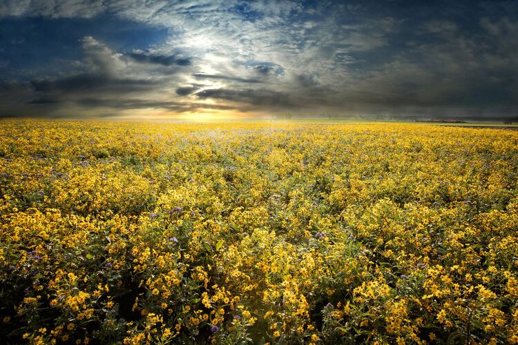 Van Gogh Kreativwettbewerb - Wolfgang aus Perg