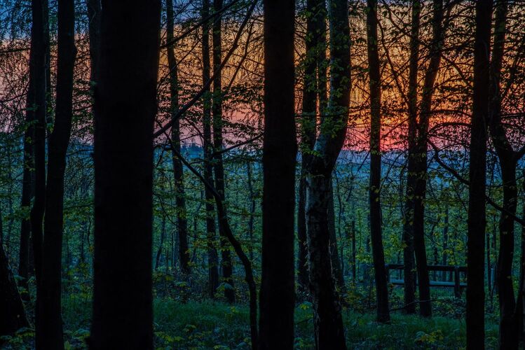 Van Gogh Kreativwettbewerb - Mike aus Linz