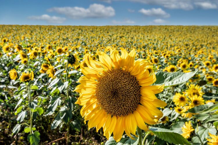 Van Gogh Kreativwettbewerb - Elisabeth aus Perg