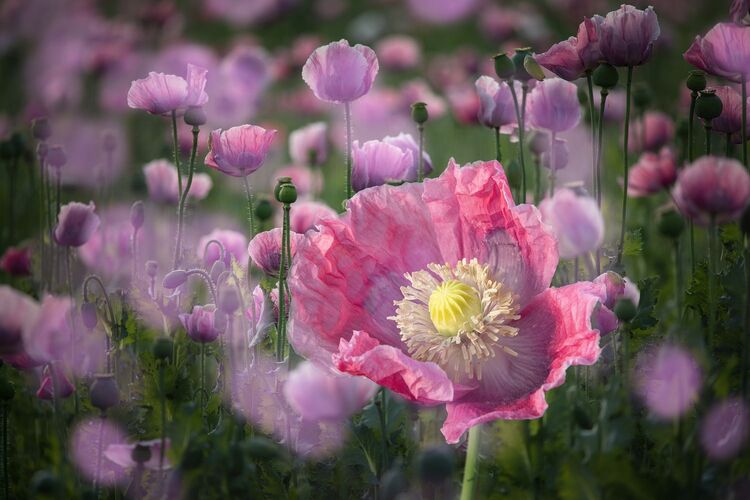 Van Gogh Kreativwettbewerb - Elisabeth aus Perg