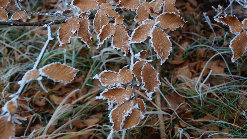 Van Gogh Kreativwettbewerb - Harald  aus Perg