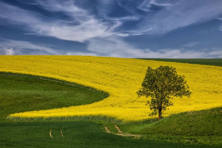 Van Gogh Kreativwettbewerb - Wolfgang aus Perg