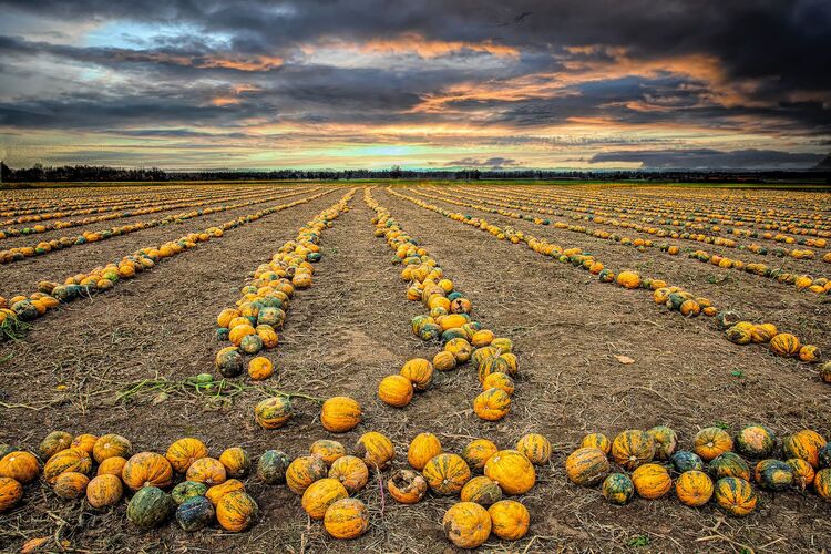 Van Gogh Kreativwettbewerb - Wolfgang aus Perg