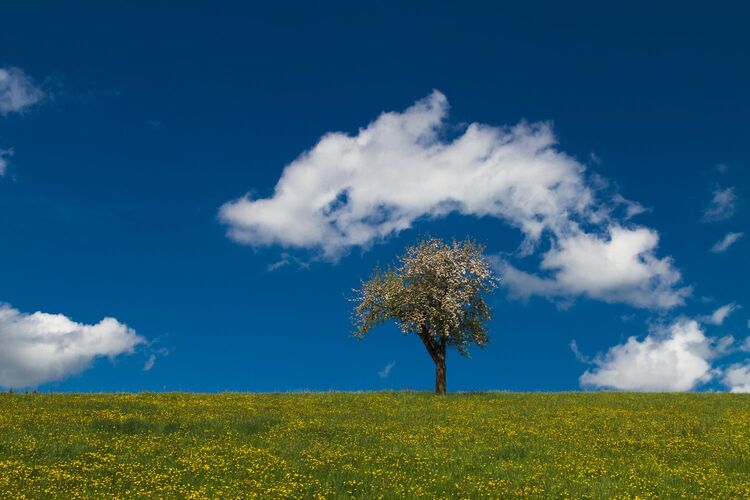 Van Gogh Kreativwettbewerb - Wolfgang aus Urfahr-Umgebung