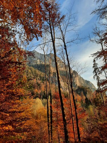Van Gogh Kreativwettbewerb - Anna aus Braunau
