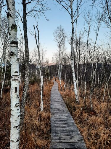 Van Gogh Kreativwettbewerb - Anna aus Braunau