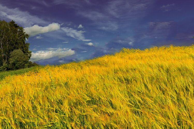 Van Gogh Kreativwettbewerb - Helga aus Urfahr-Umgebung