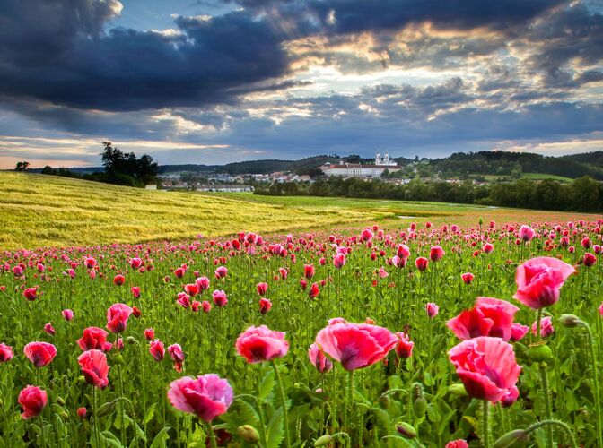 Van Gogh Kreativwettbewerb - Karl aus Linz-Land