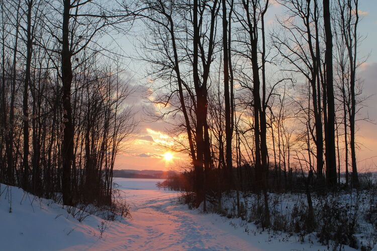 Van Gogh Kreativwettbewerb - Wolfgang  aus Urfahr-Umgebung