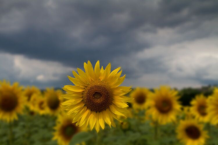 Van Gogh Kreativwettbewerb - Kurt aus Linz-Land