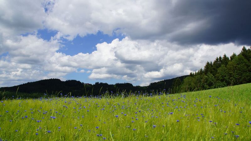 Van Gogh Kreativwettbewerb - Harald aus Perg