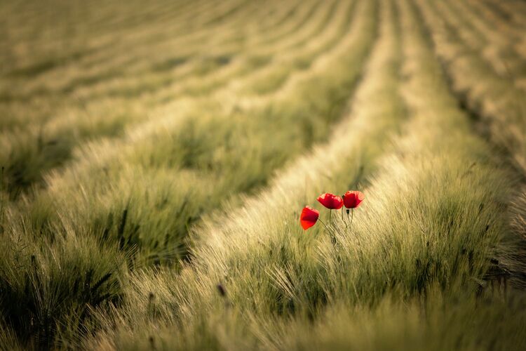 Van Gogh Kreativwettbewerb - Wolfgang aus Perg