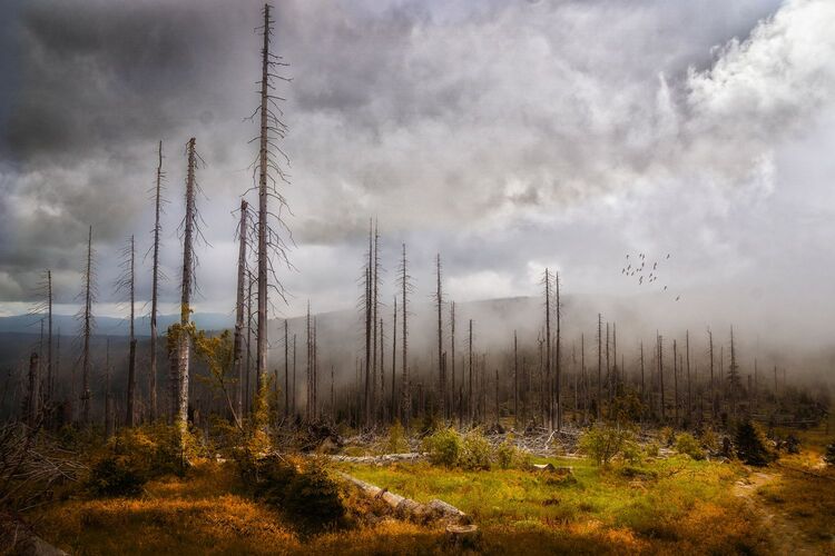 Van Gogh Kreativwettbewerb - Wolfgang aus Perg