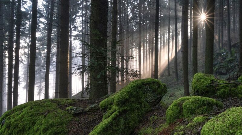 Van Gogh Kreativwettbewerb - Josef aus Perg