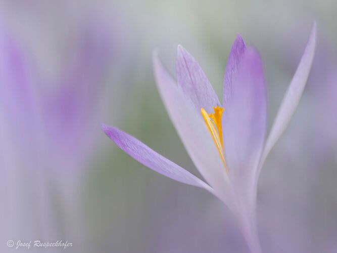 Van Gogh Kreativwettbewerb - Josef aus Perg