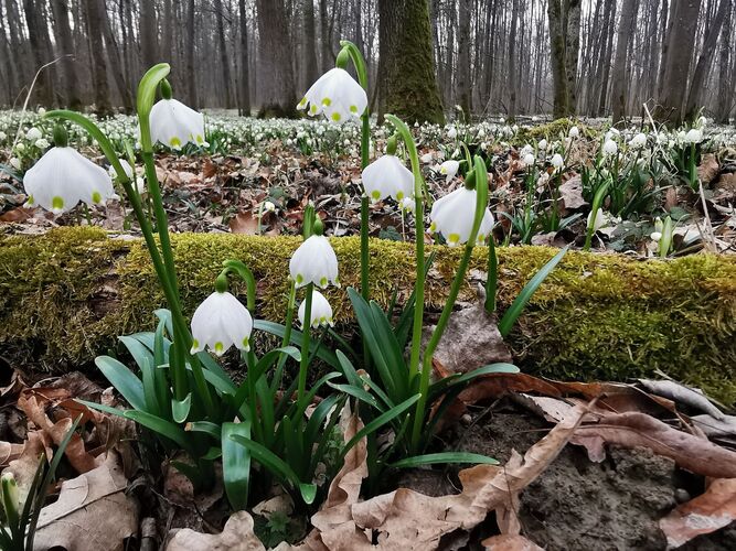 Van Gogh Kreativwettbewerb - Anna aus Perg