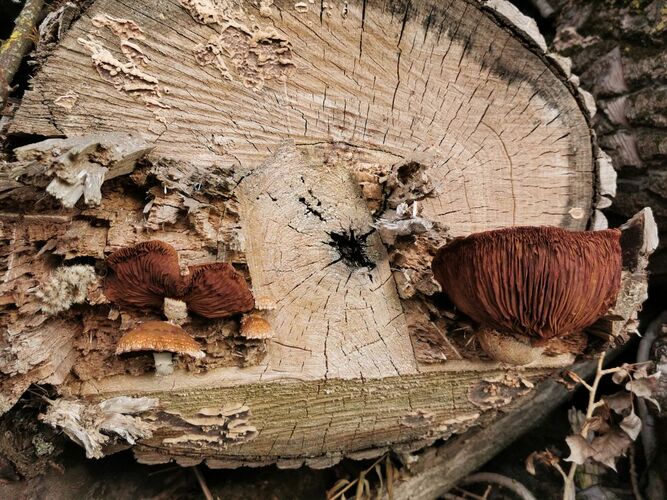 Van Gogh Kreativwettbewerb - Anna aus Perg