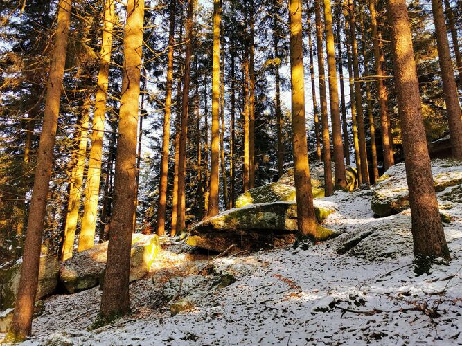 Van Gogh Kreativwettbewerb - Anna aus Perg