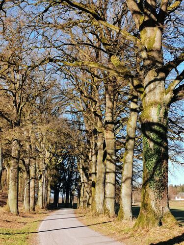 Van Gogh Kreativwettbewerb - Anna aus Perg