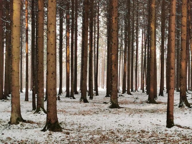 Van Gogh Kreativwettbewerb - Anna aus Perg