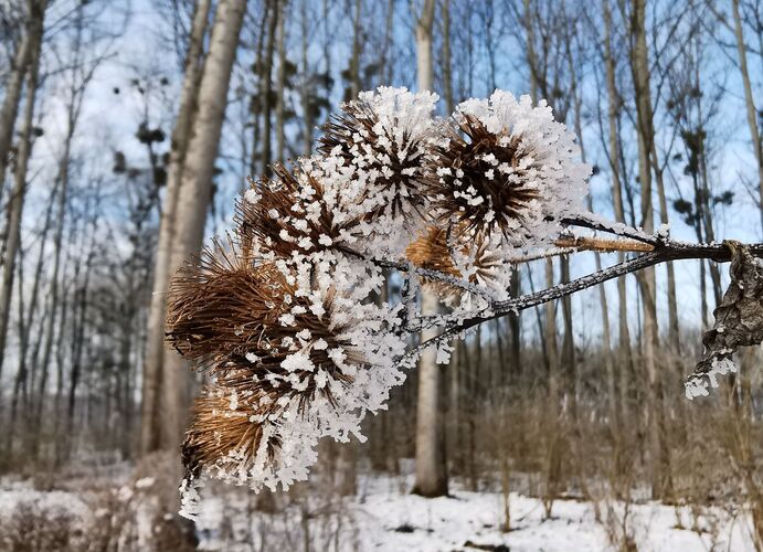 Van Gogh Kreativwettbewerb - Anna aus Perg