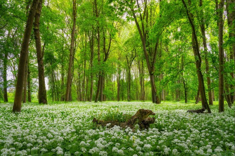 Van Gogh Kreativwettbewerb - Günther aus Perg