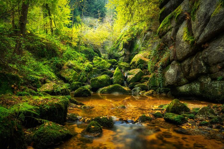 Van Gogh Kreativwettbewerb - Günther aus Perg