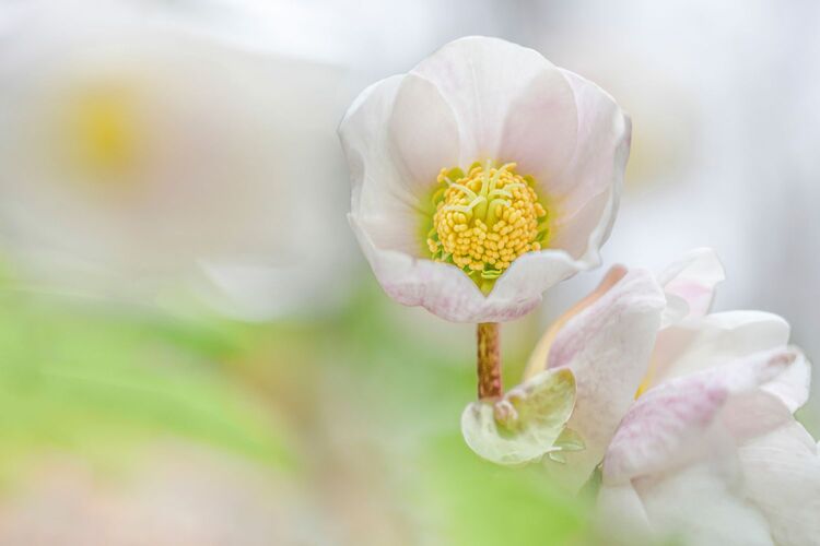 Van Gogh Kreativwettbewerb - Günther aus Perg