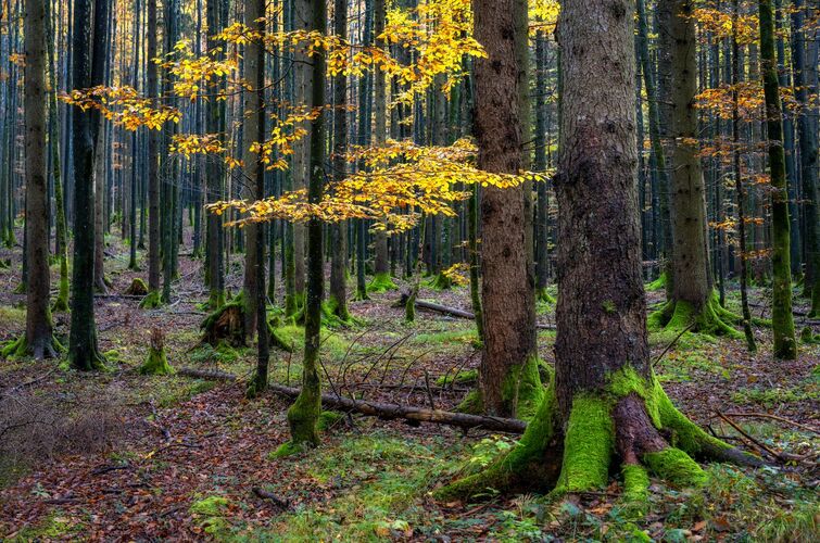 Van Gogh Kreativwettbewerb - Günther aus Perg