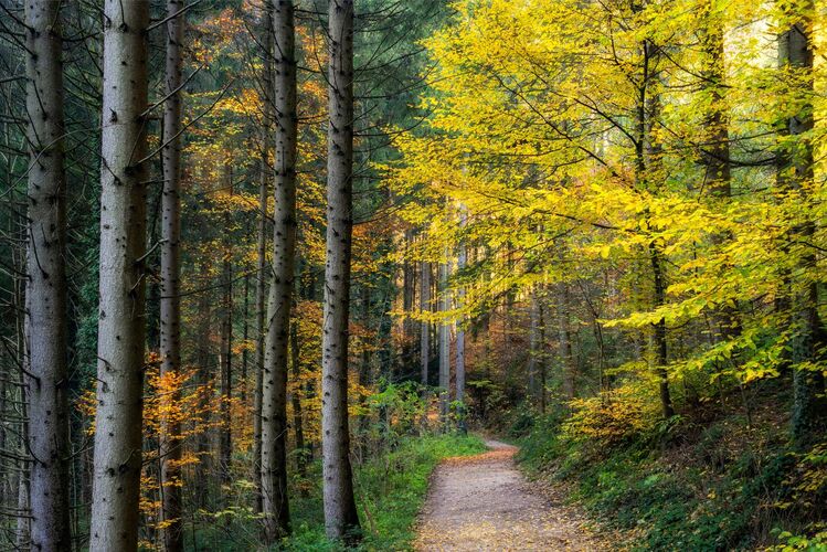 Van Gogh Kreativwettbewerb - Günther aus Perg