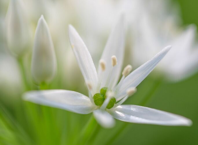 Van Gogh Kreativwettbewerb - Günther aus Perg