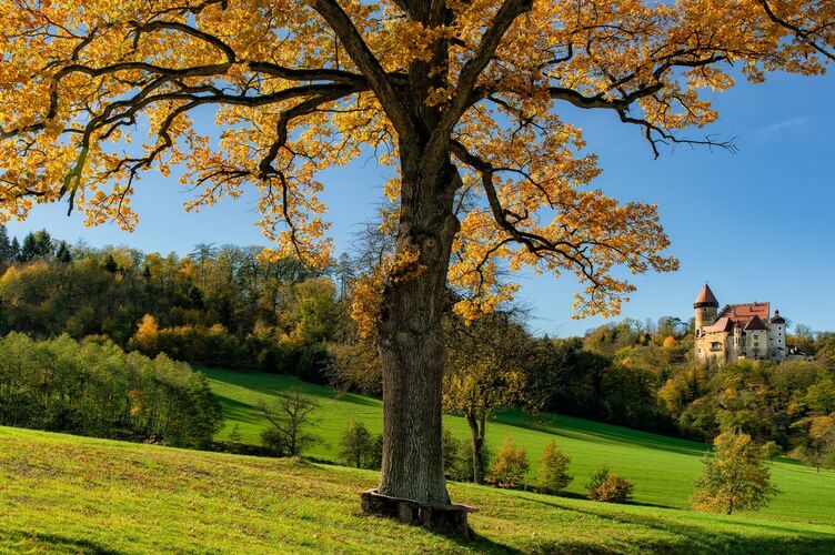 Van Gogh Kreativwettbewerb - Günther aus Perg