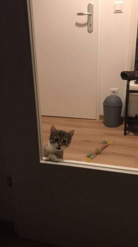 Meine erste Wohnung und ich - Joelina  aus Freistadt